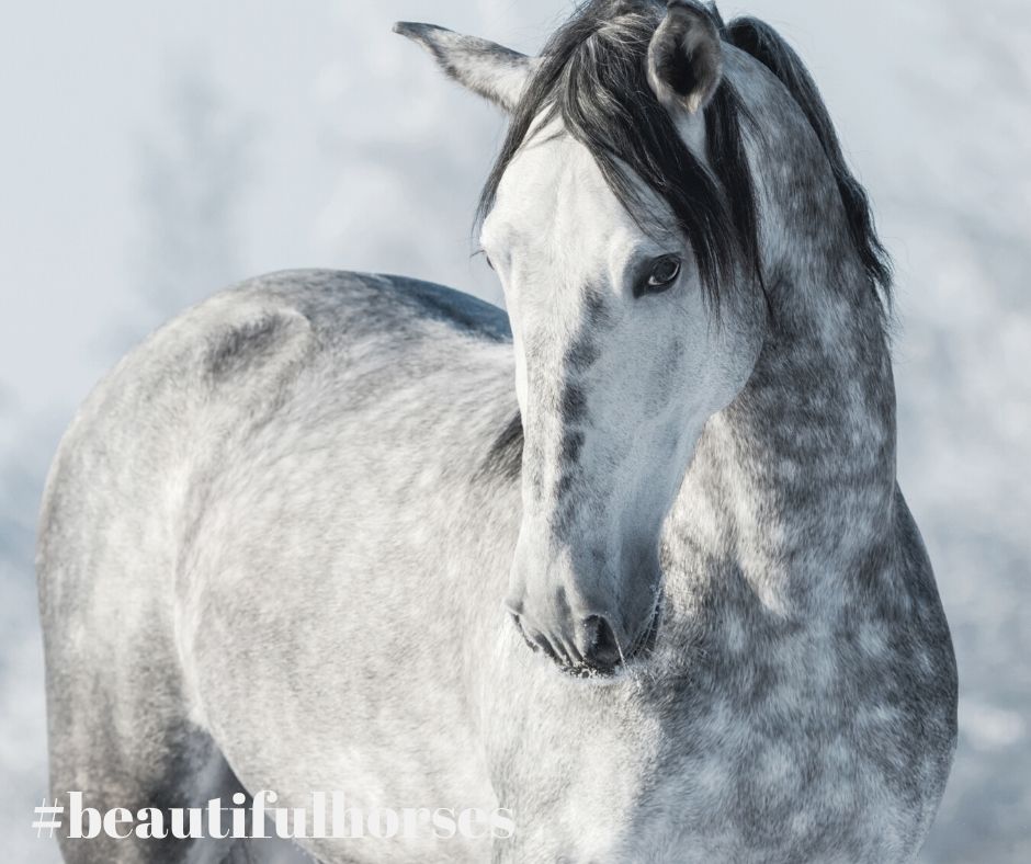Riding boots that match the majesty of the world’s most beautiful horses....
